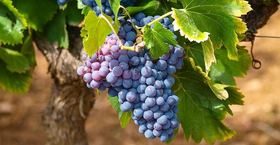 Trauben an einem Weinstock wie im Gleichnis Jesu in Johannes 15.